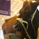 Le prix du lait a-t-il une incidence sur les cours des gros bovins ?