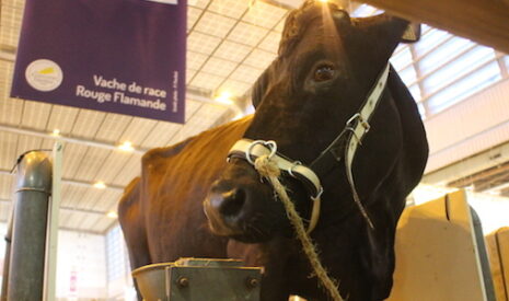 Le prix du lait a-t-il une incidence sur les cours des gros bovins ?