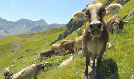 Des radars militaires sophistiqués perturbés par… des vaches !