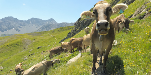 vache suisse