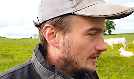 Allons voir les vaches au pré