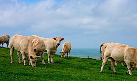 L’installation agricole ne fléchit pas en Bretagne