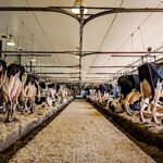Production laitière en 2030, la crème de la crème de l’Union européenne