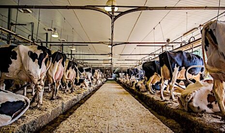 Filière laitière en 2030 – Des producteurs remplacés par des robots et des salariés dans des élevages plus intensifs