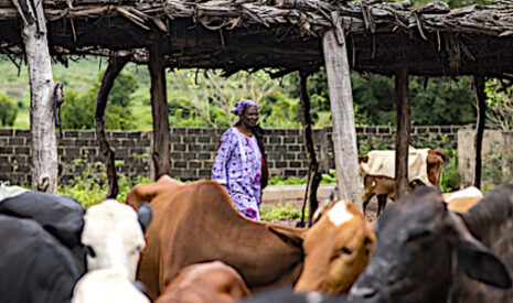 Crise laitière, une épreuve commune pour les éleveurs européens et africains