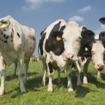 A quand le lait allemand et néerlandais payé au prix du lait polonais ?