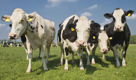 A quand le lait allemand et néerlandais payé au prix du lait polonais ?