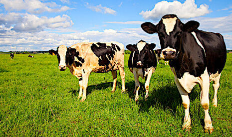 Bio vs conventionnel, en lait c’est l’herbe qui fait la différence