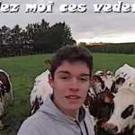 Visite d’une ferme aux vaches normandes