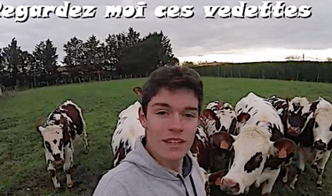 Visite d’une ferme aux vaches normandes