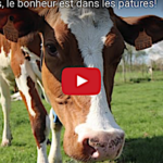 Pour les vaches, le bonheur est dans le pré