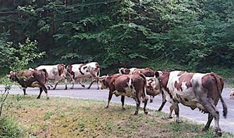 Une plainte pour dix vaches sur la route suscite la colère des réseaux sociaux