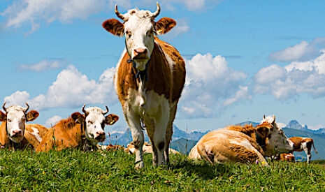 Une vache suisse s’offre 15 jours en forêt