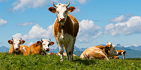 vaches suisses simmenthal