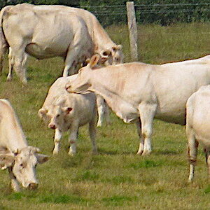 vaches viande bovine