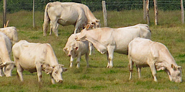 vaches viande bovine