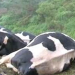 Rarissime, une vingtaine de vaches abattues par la foudre sur l’île de la Réunion