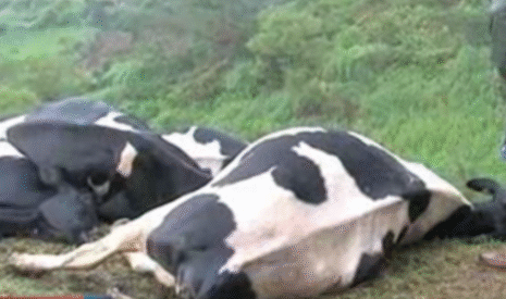Rarissime, une vingtaine de vaches abattues par la foudre sur l’île de la Réunion