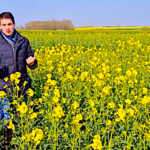 Variétés de colza 2020, quatre vidéos pour tout connaitre