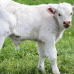 Rarissime, une portée de quadruplés de veaux charolais
