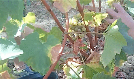 Vendange de chardonnay à Fronsac
