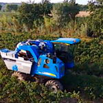 Récolte du merlot avec la machine à vendanger