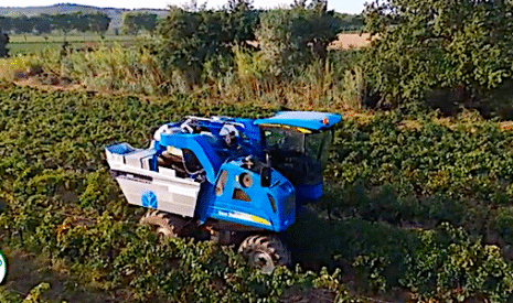Récolte du merlot avec la machine à vendanger
