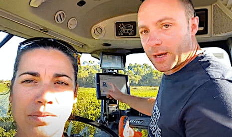 Vendanges de sauvignon blanc dans l’Hérault