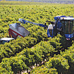 Vendanges, un record de presque 200 tonnes de raisins récoltées en 8 heures en Australie