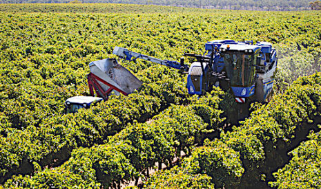 Vendanges, un record de presque 200 tonnes de raisins récoltées en 8 heures en Australie