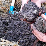 Les vers de terre, clef de la fertilité du potager