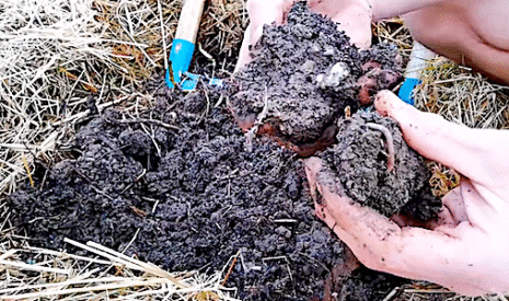 Les vers de terre, clef de la fertilité du potager