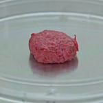 Un mouvement d’initiative citoyenne s’oppose à la viande artificielle