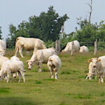 Filière bovine et négociations commerciales, la loi Egalim ne fait pas de miracles