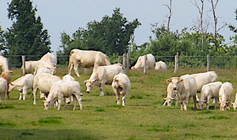Filière bovine et négociations commerciales, la loi Egalim ne fait pas de miracles