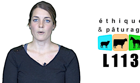 Le collectif L113 dénonce les prédations du loup dans une vidéo choc