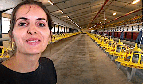 Du vide sanitaire du poulailler jusqu’au retour des poules
