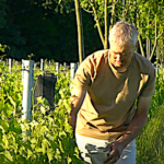Animaux, couverts végétaux et agroforesterie dans les vignes, comment ça marche