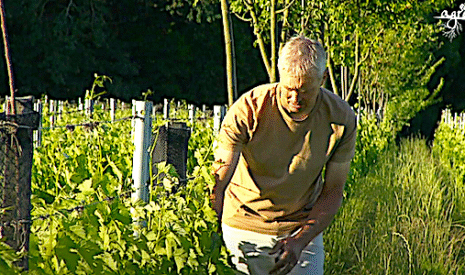 Animaux, couverts végétaux et agroforesterie dans les vignes, comment ça marche