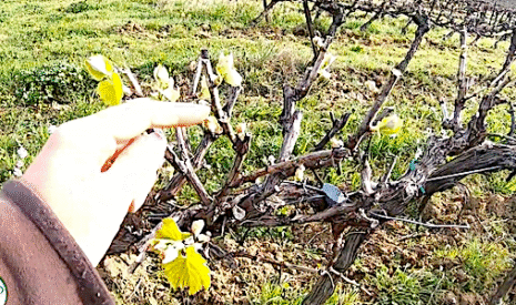 Dans l’Hérault, la vigne est en avance