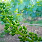 Dans l’Hérault ou en Champagne, les vignes sont en fleurs