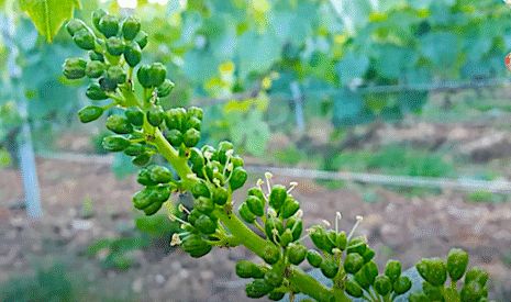 Dans l’Hérault ou en Champagne, les vignes sont en fleurs