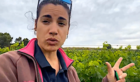 Test comparatif contre le mildiou des vignes avec ou sans Fytosave
