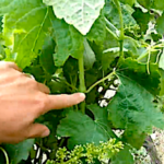 Vigne, l’analyse du pétiole