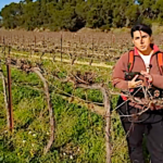 Vignes, une taille manuelle pour compléter la taille rase de précision
