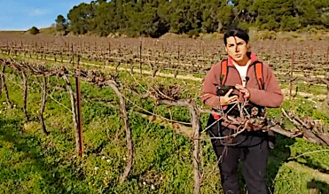 Vignes, une taille manuelle pour compléter la taille rase de précision