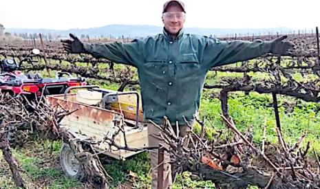 Une vigne transformée pour la taille rase de précision