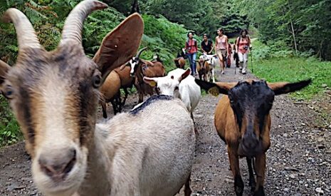 MonBeauTerroir attire de nouveaux visiteurs dans les fermes