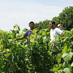 Les producteurs de vins de Savoie réduisent les phytos