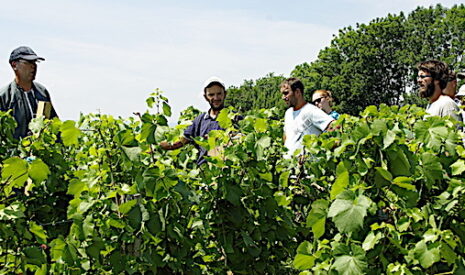 Les producteurs de vins de Savoie réduisent les phytos